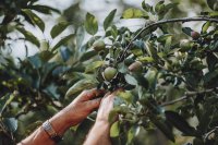 Lana blüht: Eine Hommage an den Apfel und die Natur